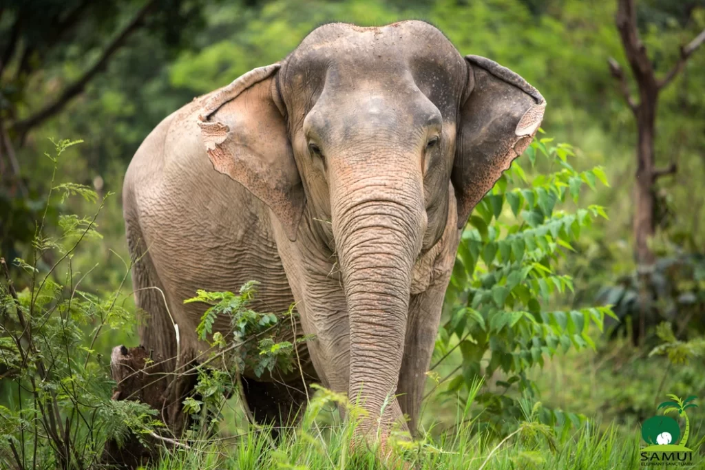 Samui Elephant Sanctuary