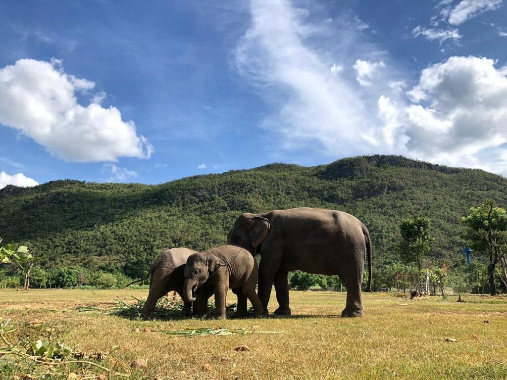 ElephantsWorld, Kanchanaburi